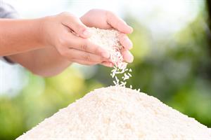 Hands sifting white rice