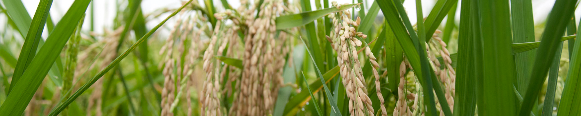 Close up view of rice plants.