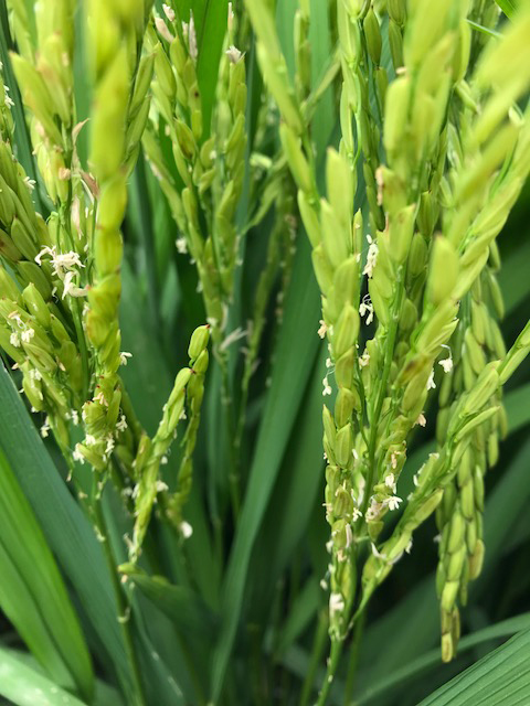 Bright green rice plants with small white blossoms, pollination stage