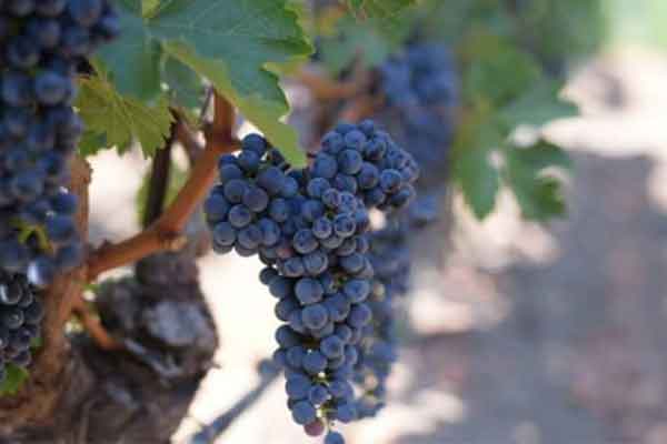 Close up view of grapes on a vine.