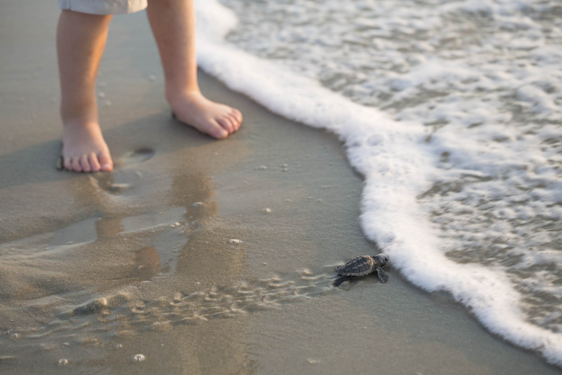 Baby sea turtle crawls toward water