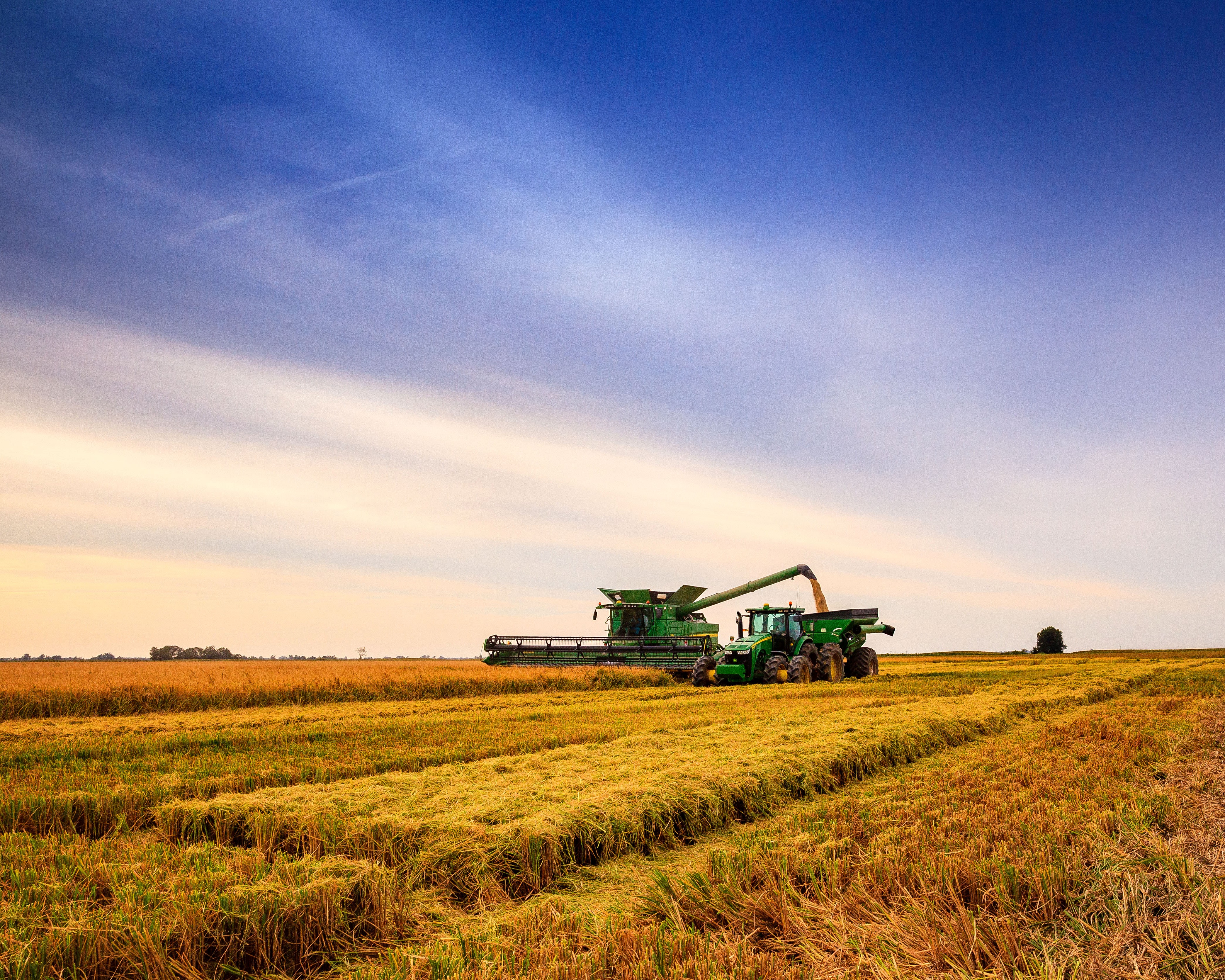 Image of rice harvest