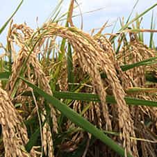 close up image of a rice plant