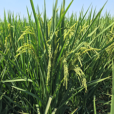 Image of a rice plant close up with blue sky