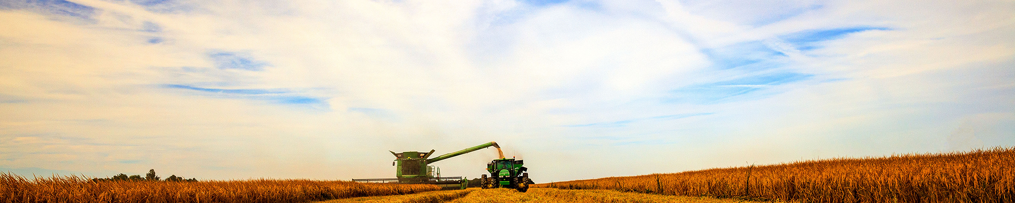 Combine unloading harvested rice into a grain cart 