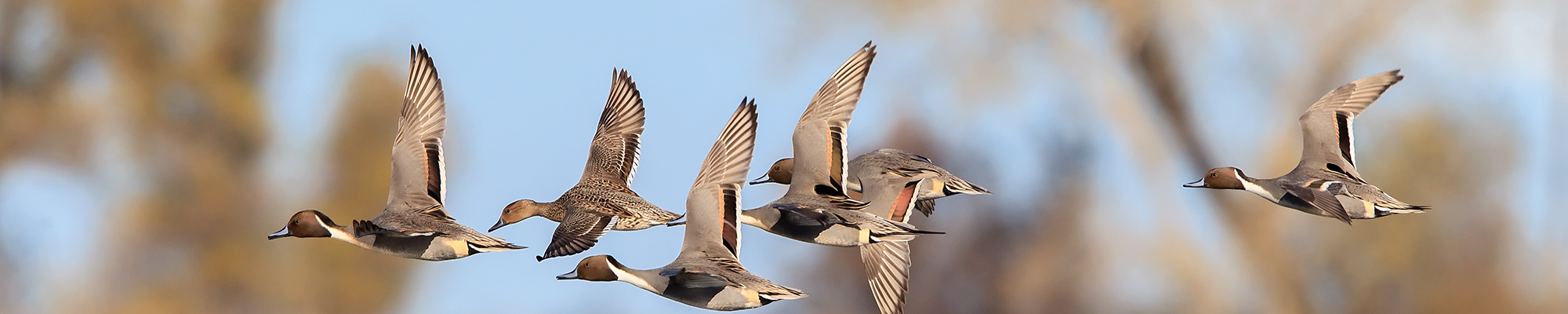 ducks-interior-page-banner