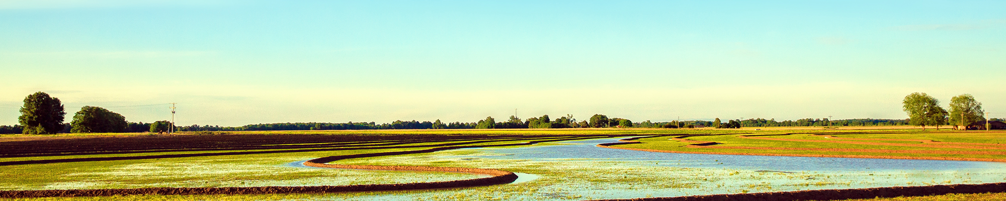 rice-field-interior-page-banner