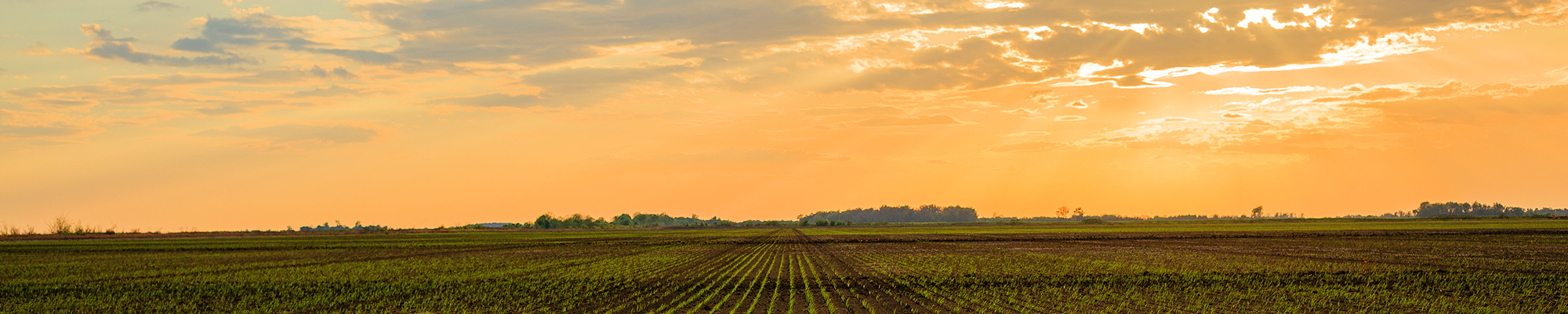 Sunset over a rice field