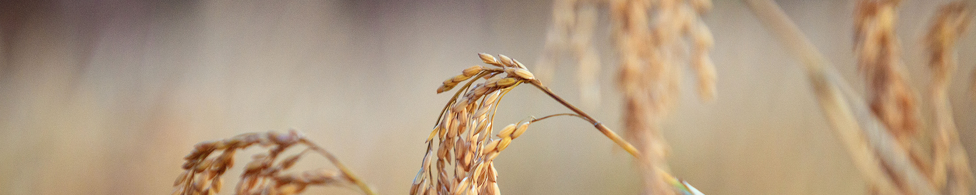 riceplant-interior-page-banner