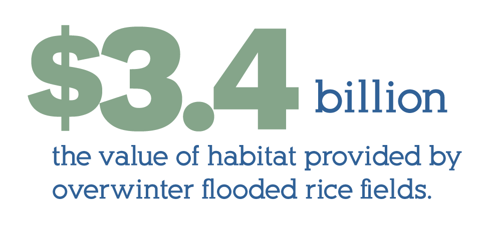 the value of habitat provided by overwinter flood rice fields exceeds 3.4 billion dollars