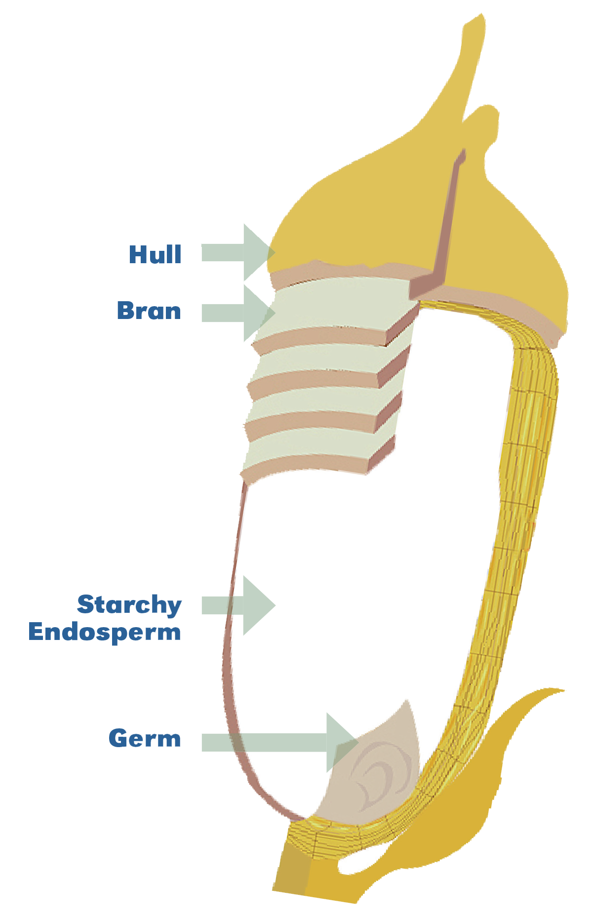 Graphic showing parts of the rice grain: hull, bran, endosperm, and germ.