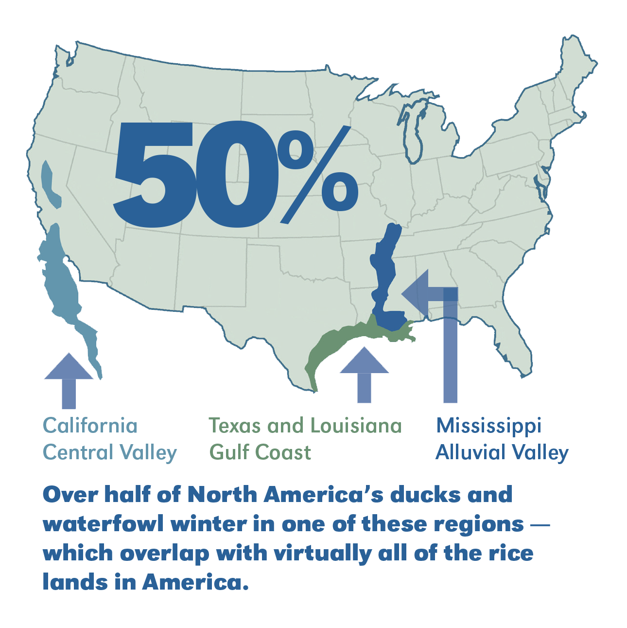 graphic_map More than 50 percent of North America's ducks winter in regions that overlap with all rice lands.