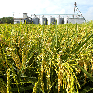 Rice field with grain bins in background