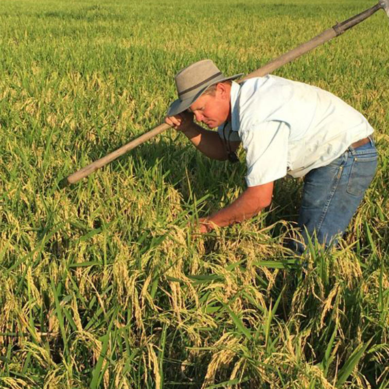 Paul Johnson in a rice field.