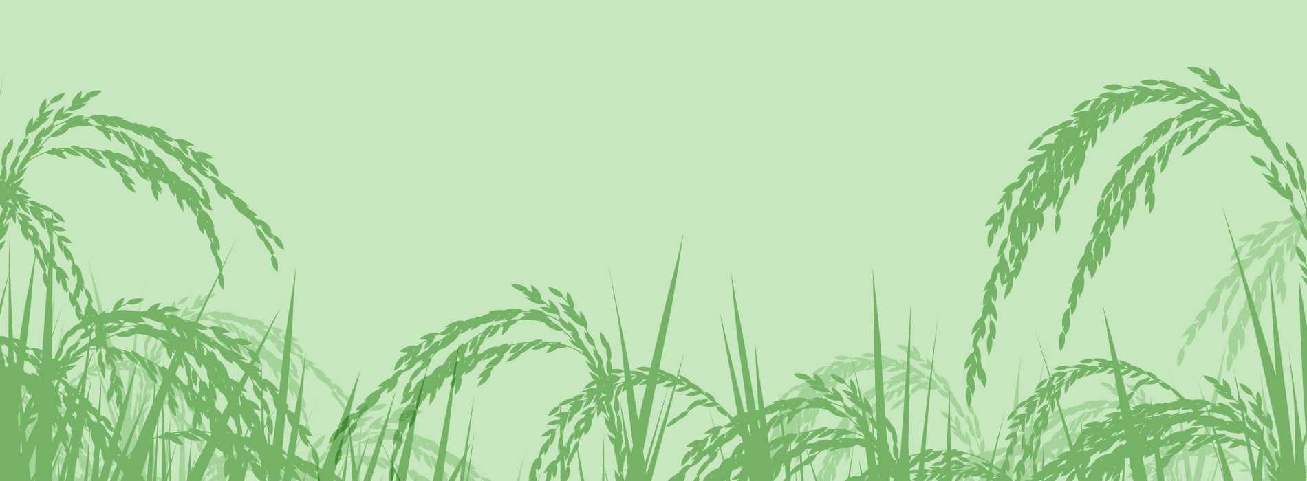 R2R_Header_Bg_large Green background with rice plant silhouettes