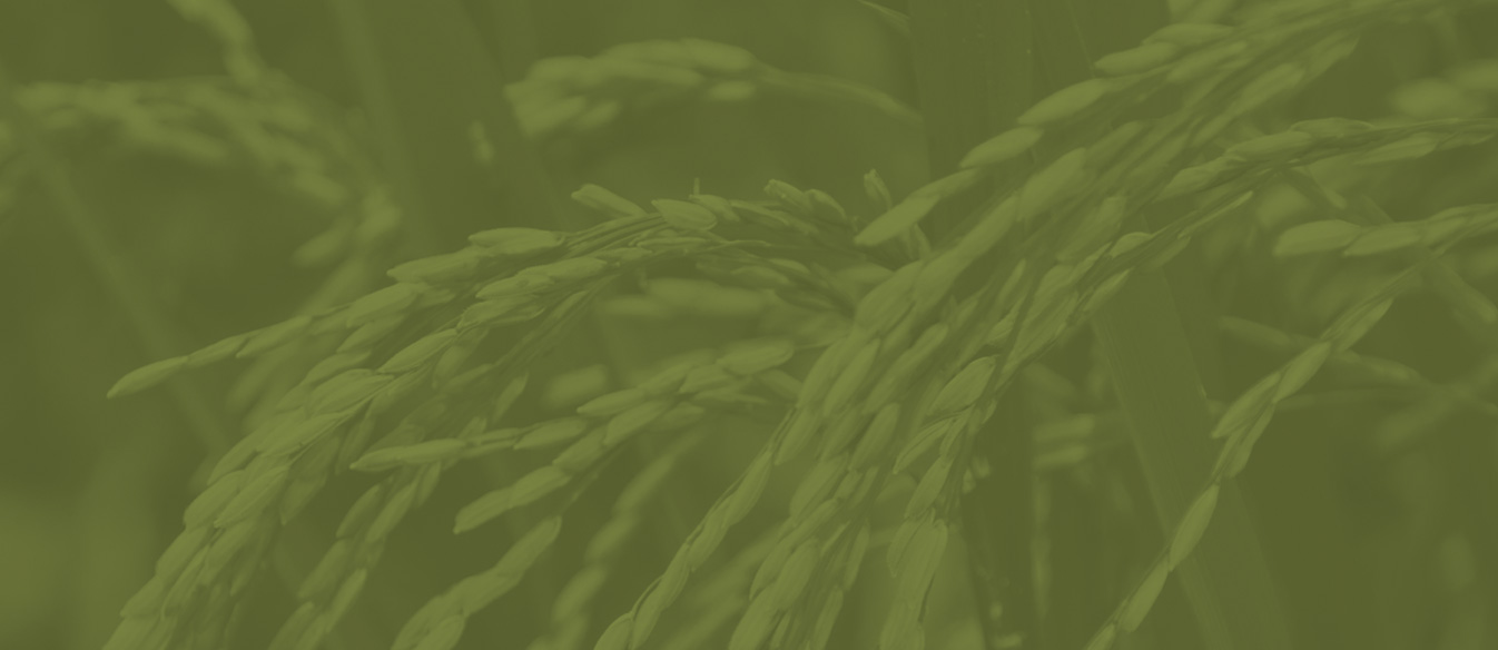 Win_bg-1 Close up view of a rice plant
