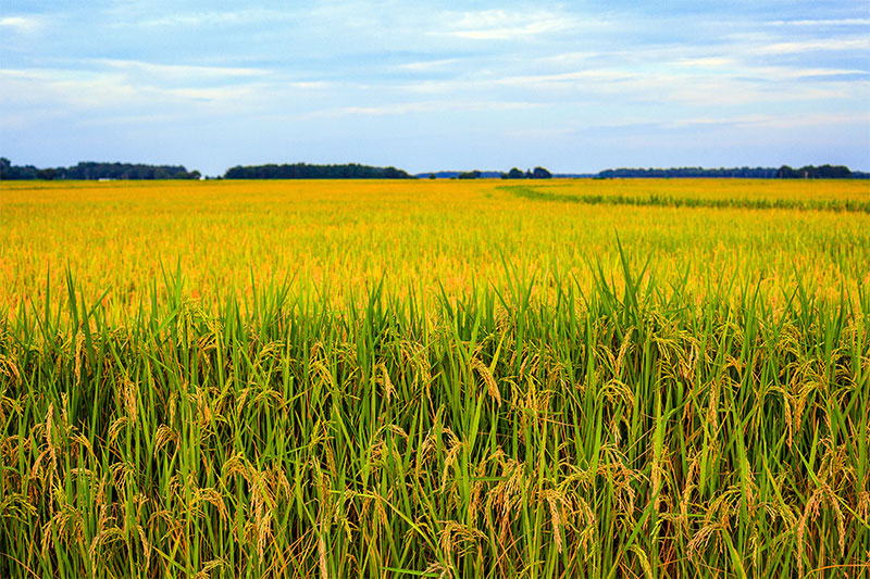 Landscape view of a rice field in Arkansas.