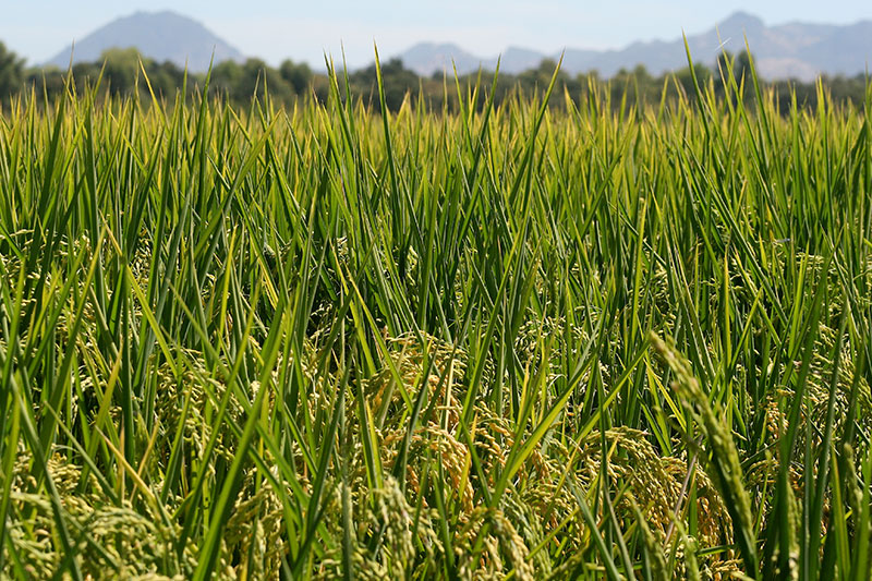 Landscape view of a California rice field.