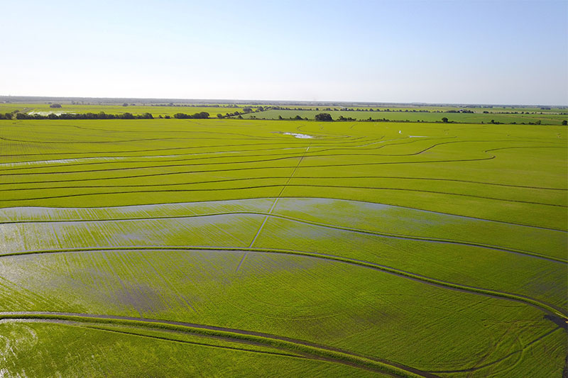 Aerial view of a Texas rice field.