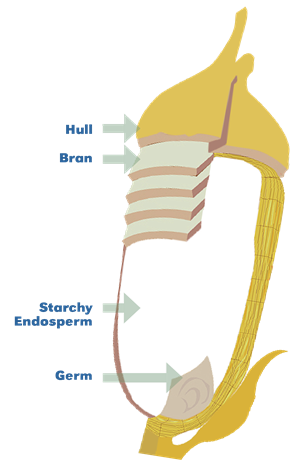 Graphic showing parts of the rice grain: hull, bran, endosperm, and germ.