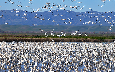 Snow Geese, Photo from California Rice Commission