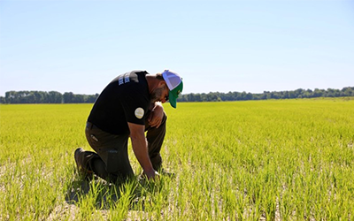 Man in rice field