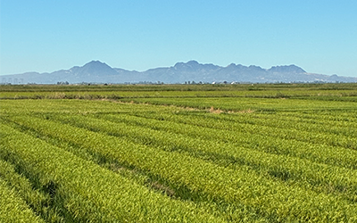 Rice field at the Rice Experiment Station in Biggs, CA