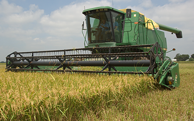 Rice harvesting
