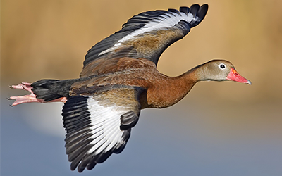 Black-bellied whistling  duck