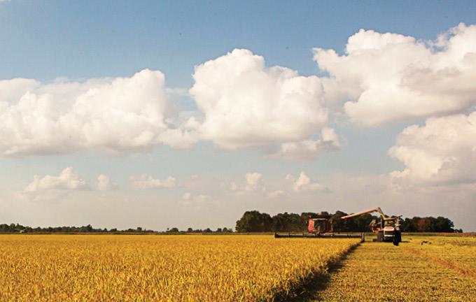 Combine and grain cart harvesting golden rice field, fluffy clouds in blue sky