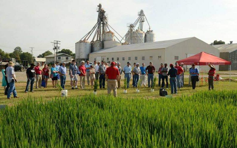 Group of people standing near green rice field, buildings & silos in background