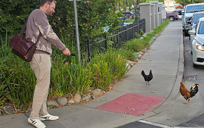 Cameron Jacobs interviewing chickens on the street in Yuba City CA