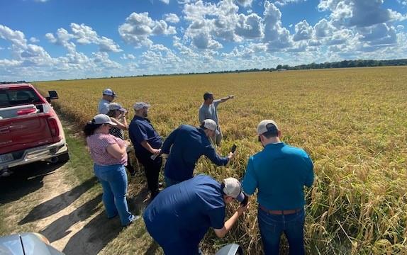 Group of people stand at edge of golden rice field