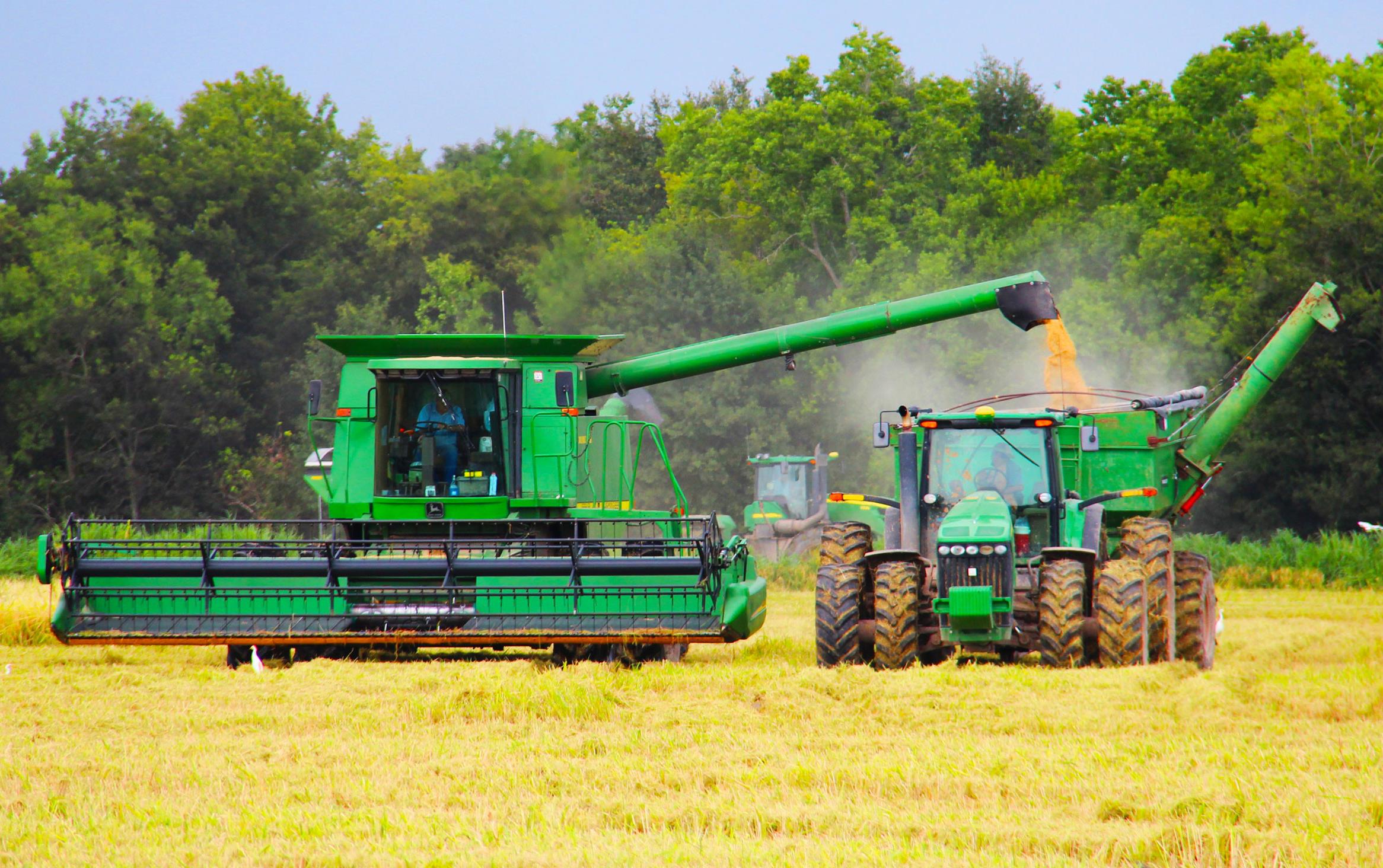 Green combine and grain truck loading harvested rice in yellow field