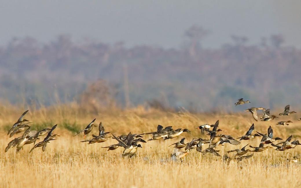 Ducks-flying over mature-rice-field