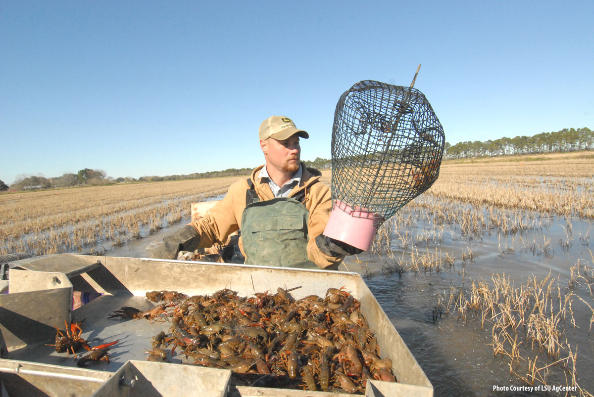 Louisiana Crawfish Farmers Take A Hit From Covid 19 Usa Rice Federation
