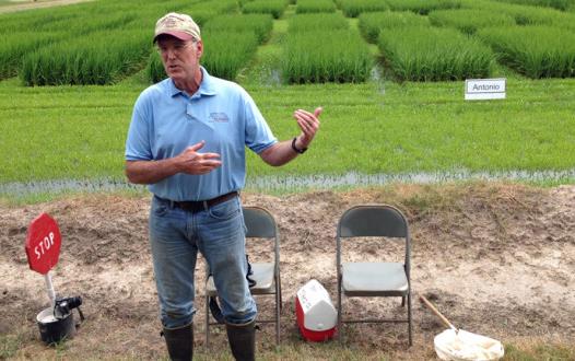 White man standing in front of green rice research plots