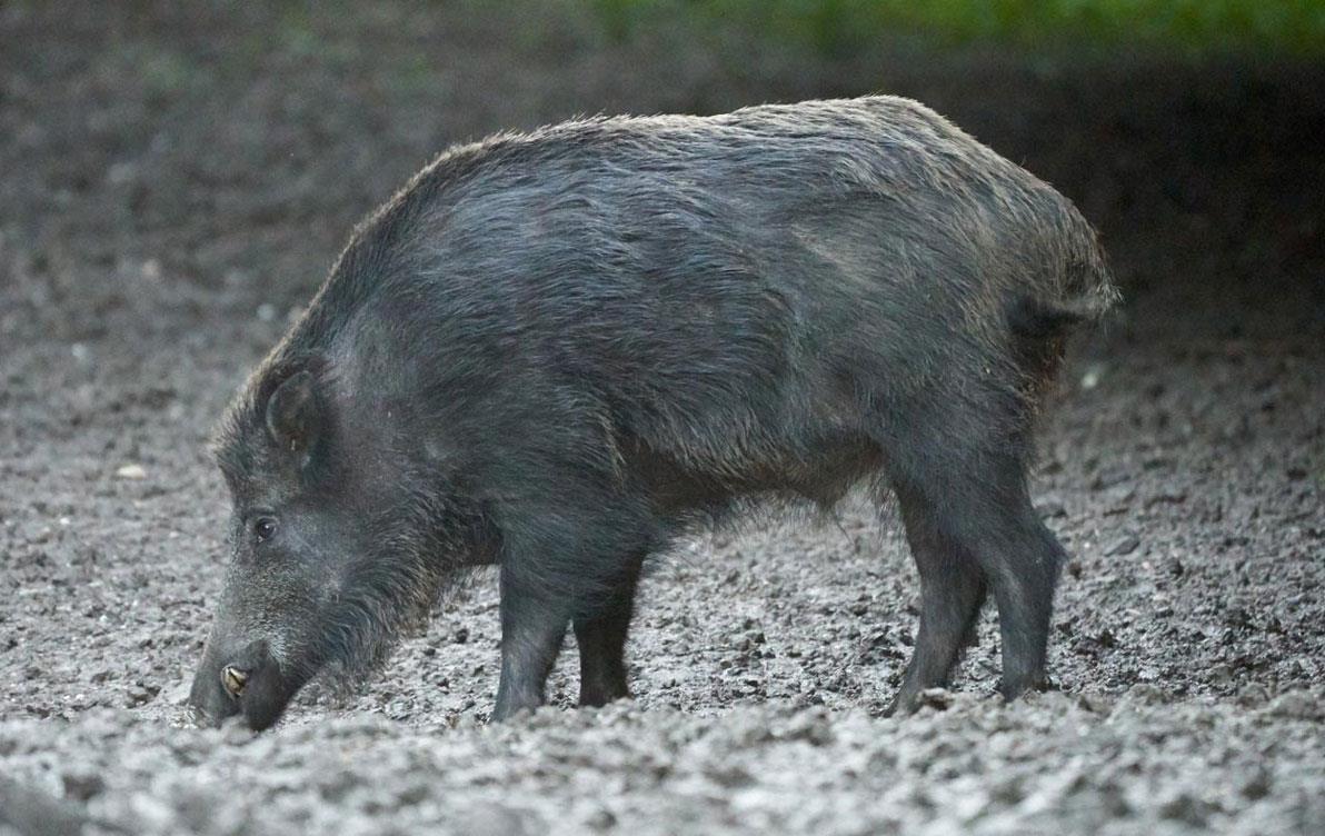 Feral hog