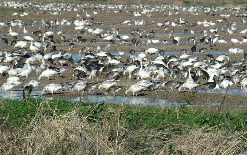 Geese feeding in rice field