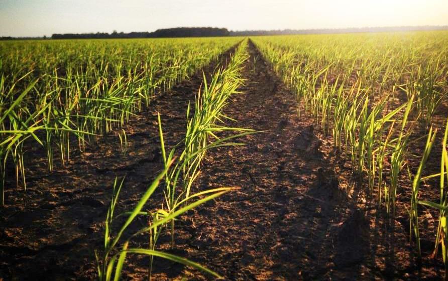 Field of new rice