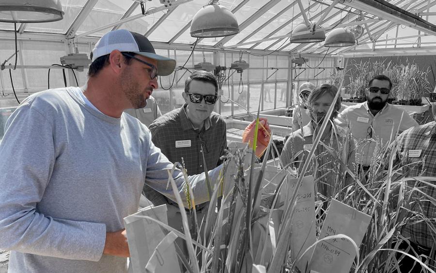 LSU Plant Breeder Adam-Famoso, in color, shows research rice plants to group of people