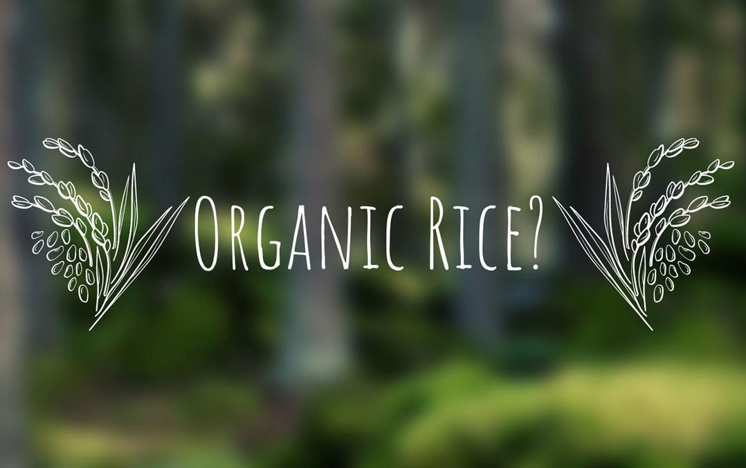 Text "Organic Rice?" flanked by drawings of rice plants, blurred greene background