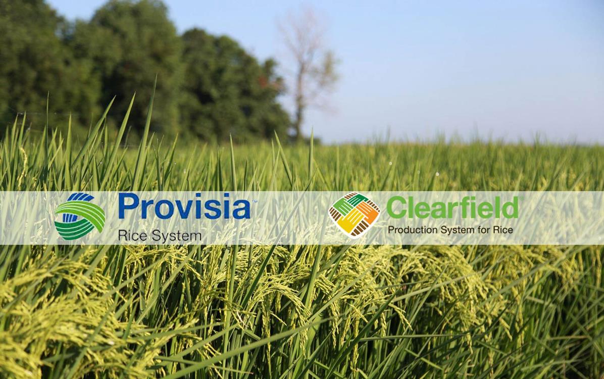 Provisia-Clearfield-Banner superimposed over photo of mature rice field