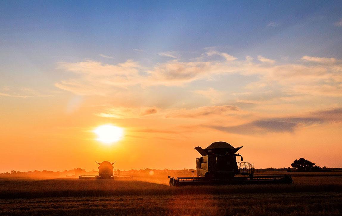 Sunset over rice harvest with combines in silhouette