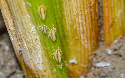 Close-up of Rice Delphacid on rice stalk