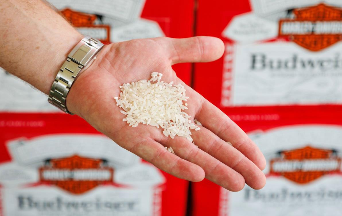 White hand holds rice grains,-Budweiser-cases-in-background
