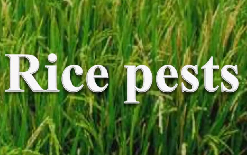 Rice-Pests text superimposed on green rice field