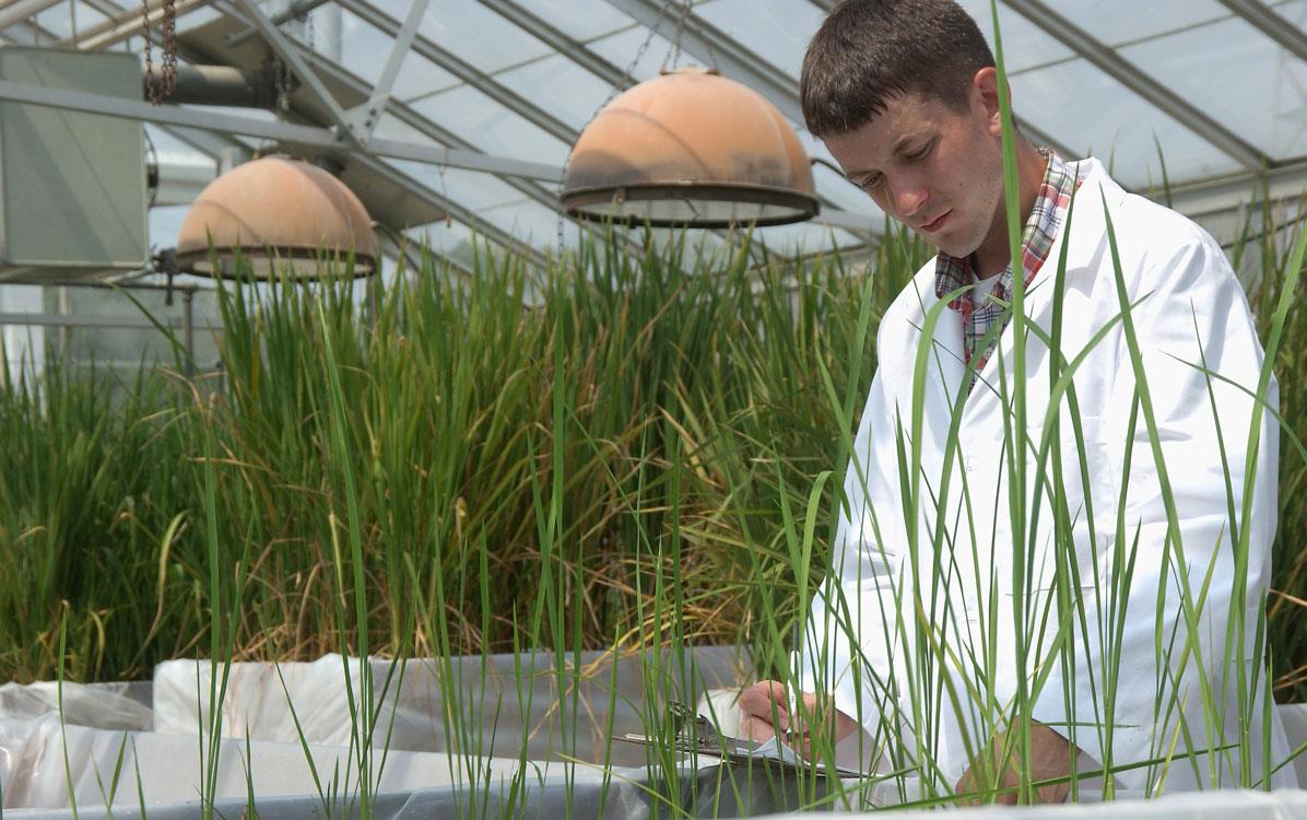 Rice scientist working in research lab, surrounded by rice plants 