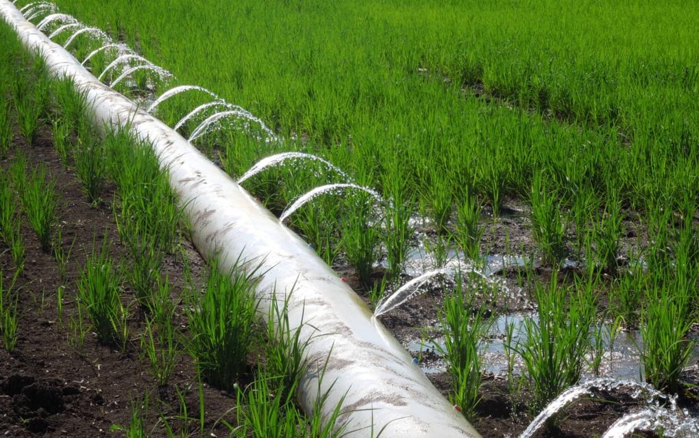 Water flowing out of poly pipe onto green rice field