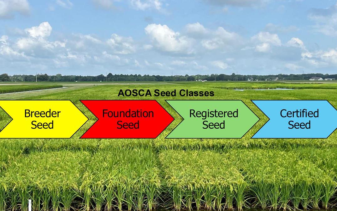 Different seed classes superimposed on photo of rice research plots